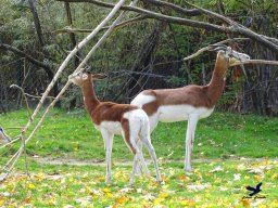 Tiergarten Schönbrunn am 20.10.2025